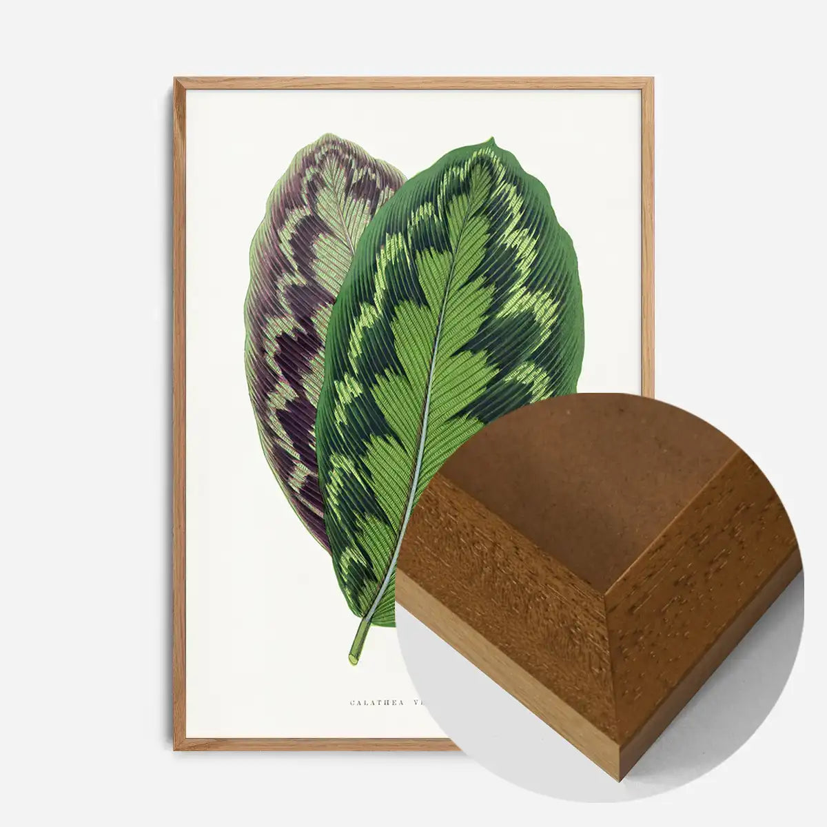 Calathea Veitchiana leaf botanical illustration print