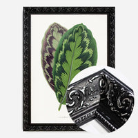 Calathea Veitchiana leaf botanical illustration print