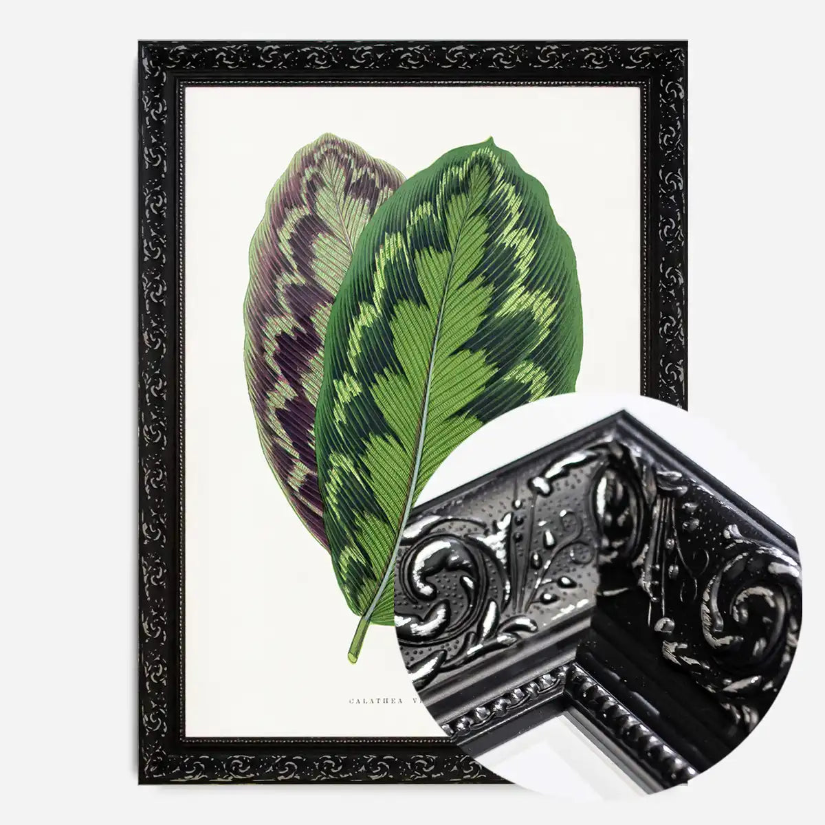 Calathea Veitchiana leaf botanical illustration print