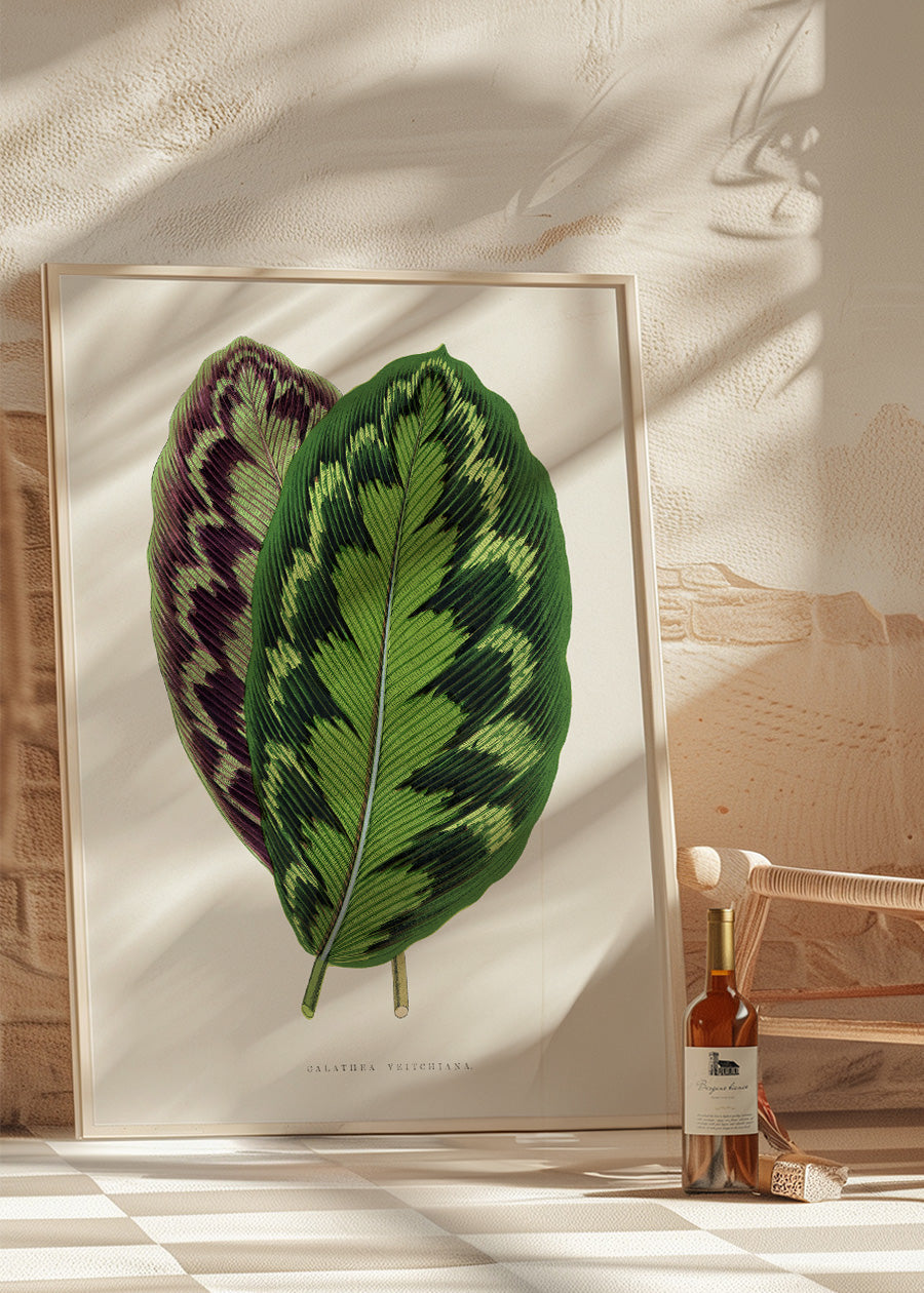 Calathea Veitchiana leaf botanical illustration print