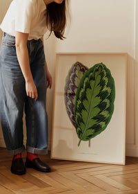 Calathea Veitchiana leaf botanical illustration print