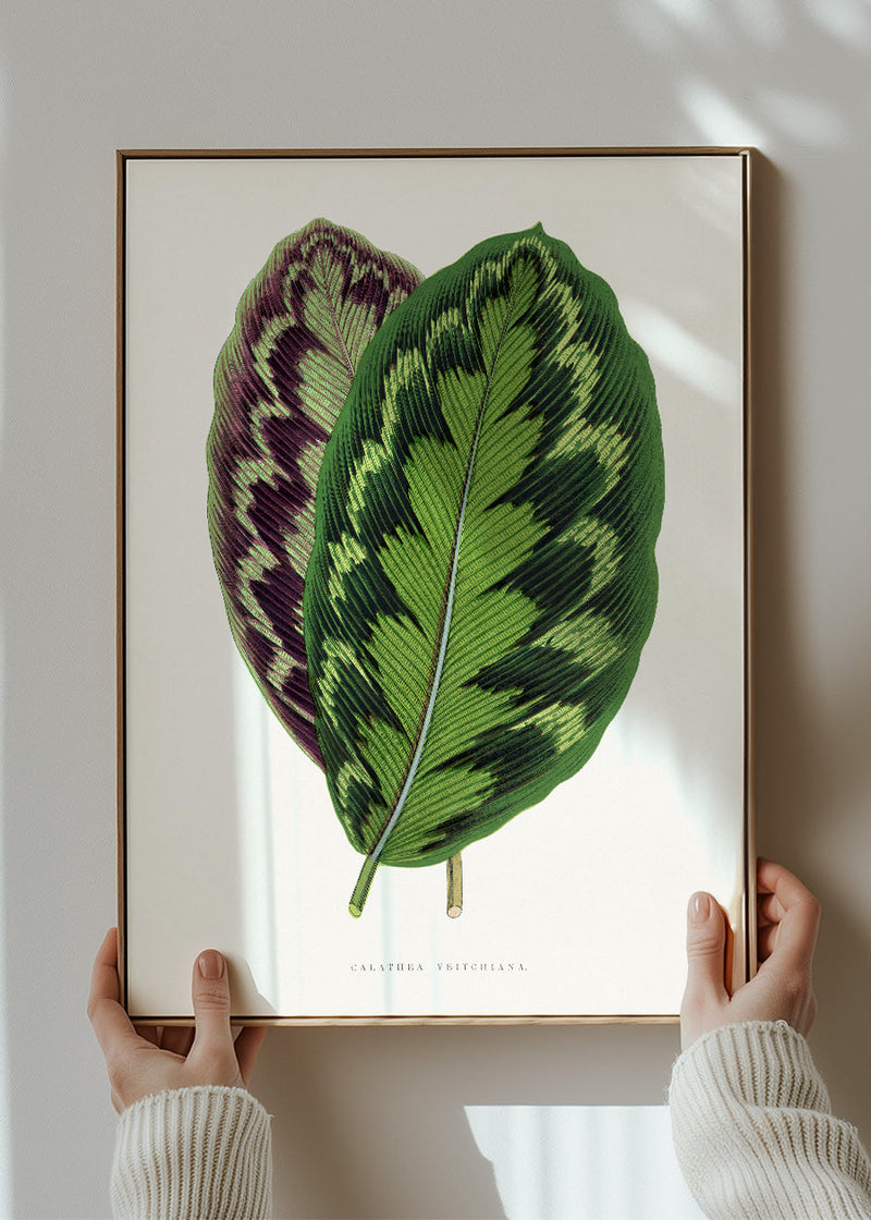 Calathea Veitchiana leaf botanical illustration print