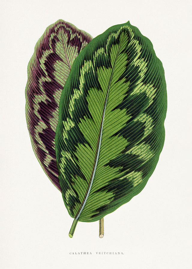 Calathea Veitchiana leaf botanical illustration print