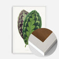 White Wood Frame