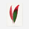 Print Only