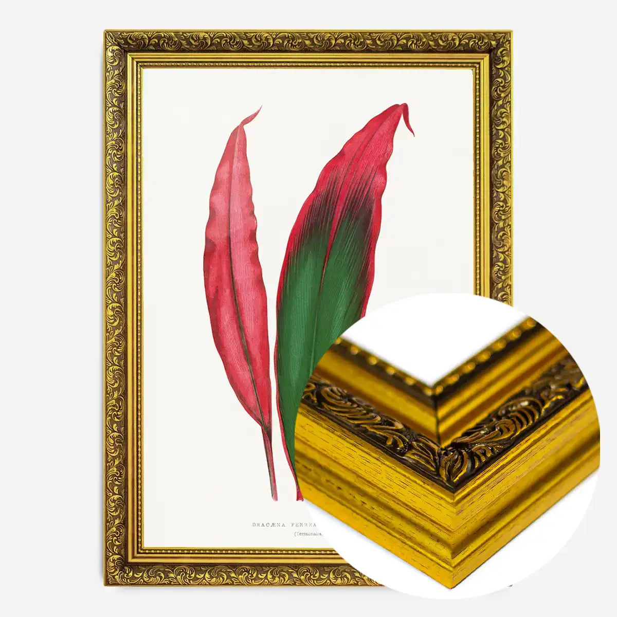 Dracaena leaf botanical illustration print