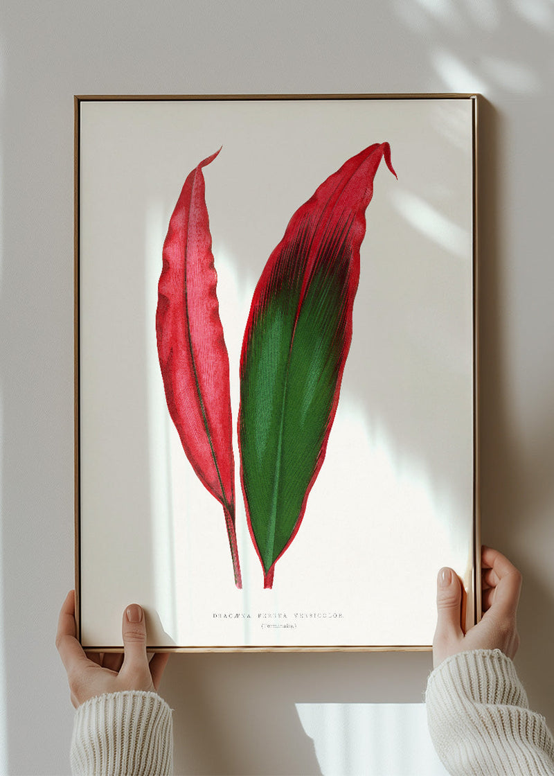 Dracaena leaf botanical illustration print