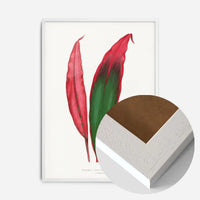 Dracaena leaf botanical illustration print