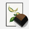 Black Wood Frame