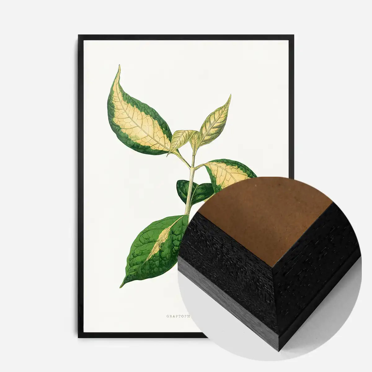 Graptophyllum Pictum leaf botanical illustration print