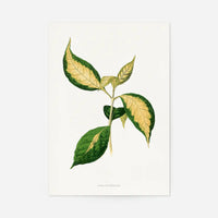 Graptophyllum Pictum leaf botanical illustration print