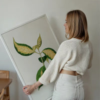 Graptophyllum Pictum leaf botanical illustration print