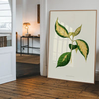 Graptophyllum Pictum leaf botanical illustration print