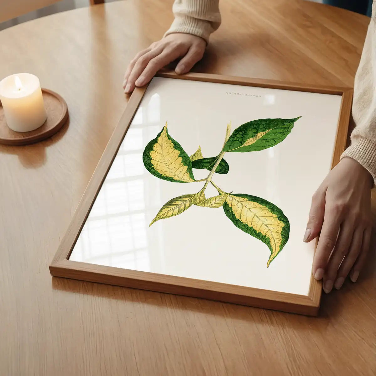 Graptophyllum Pictum leaf botanical illustration print
