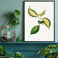 Graptophyllum Pictum leaf botanical illustration print