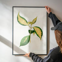 Graptophyllum Pictum leaf botanical illustration print