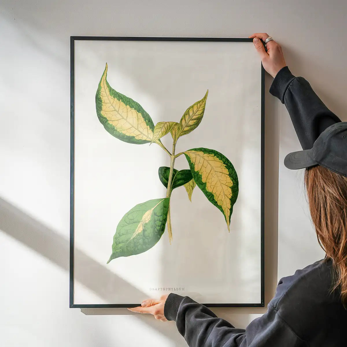 Graptophyllum Pictum leaf botanical illustration print
