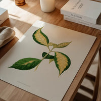 Graptophyllum Pictum leaf botanical illustration print