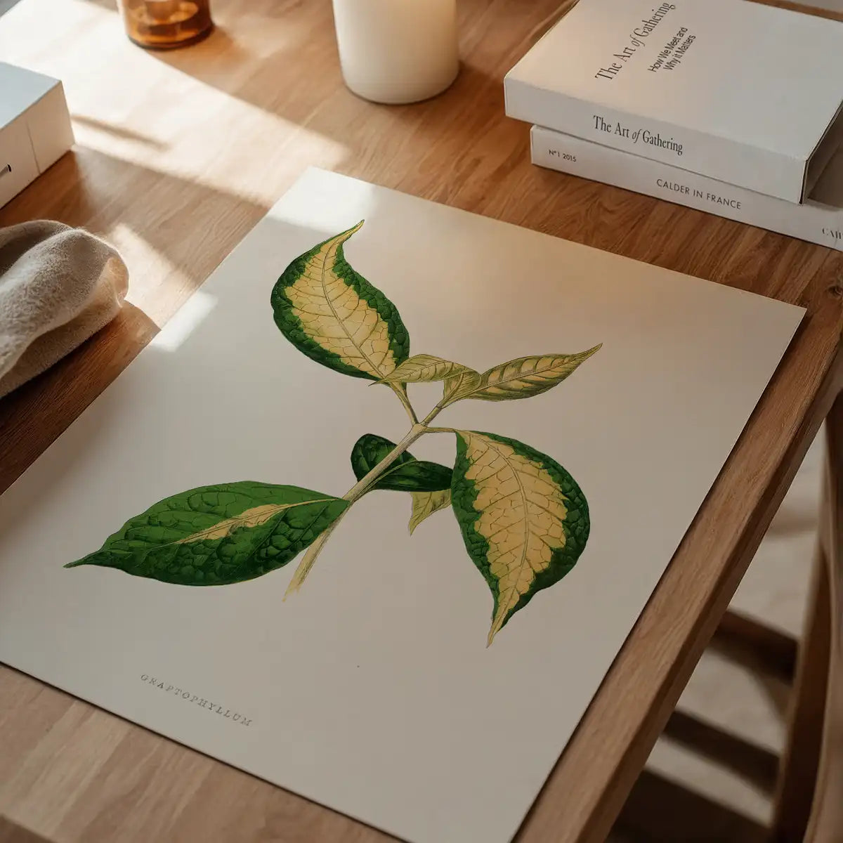 Graptophyllum Pictum leaf botanical illustration print