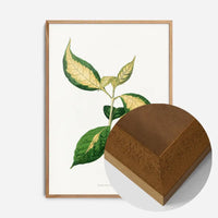 Graptophyllum Pictum leaf botanical illustration print