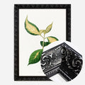 Black Ornate Frame