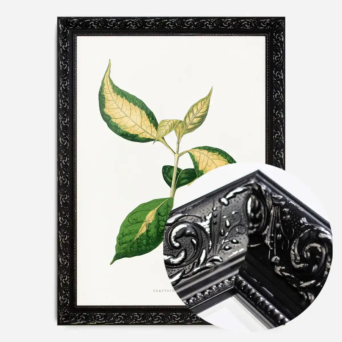 Graptophyllum Pictum leaf botanical illustration print