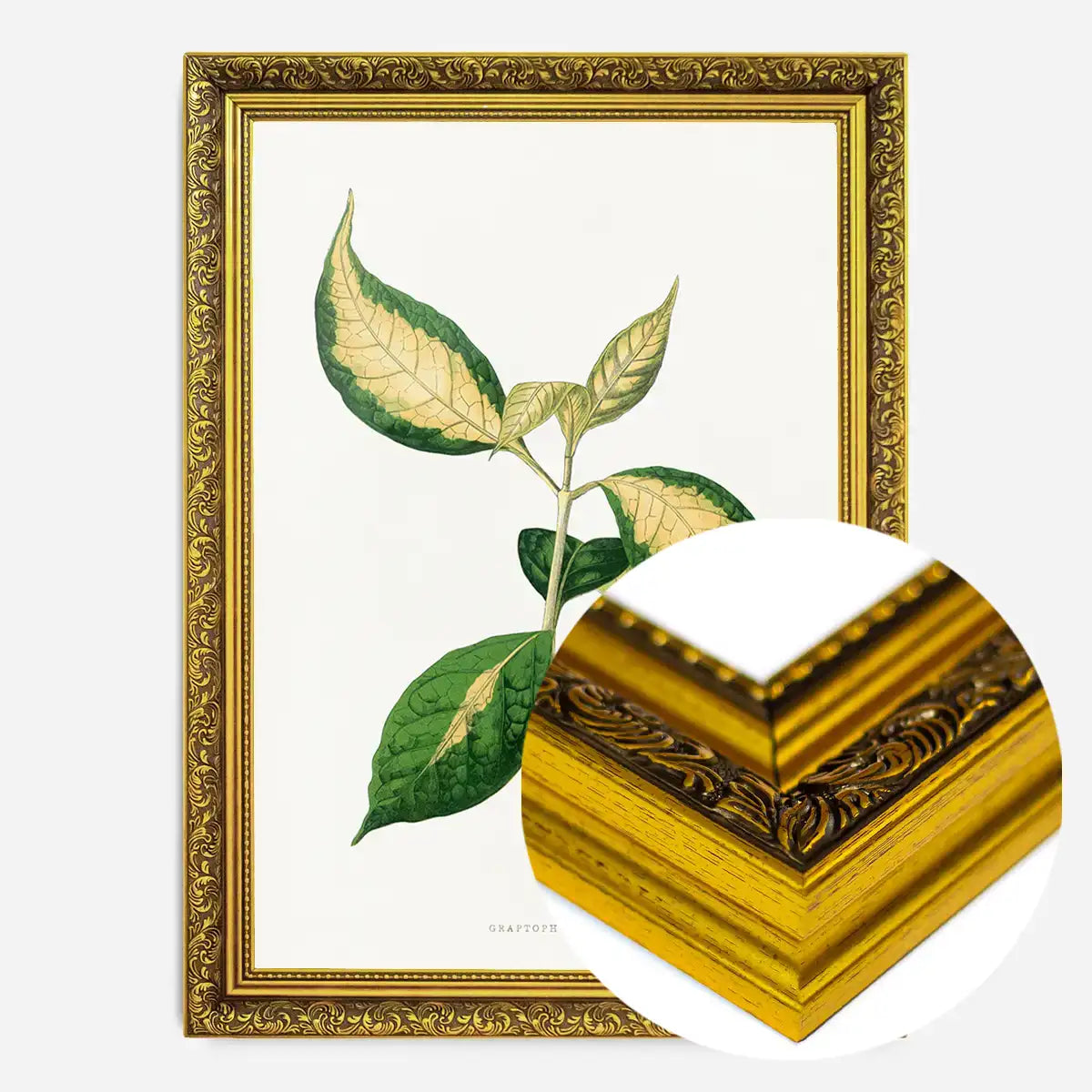 Graptophyllum Pictum leaf botanical illustration print