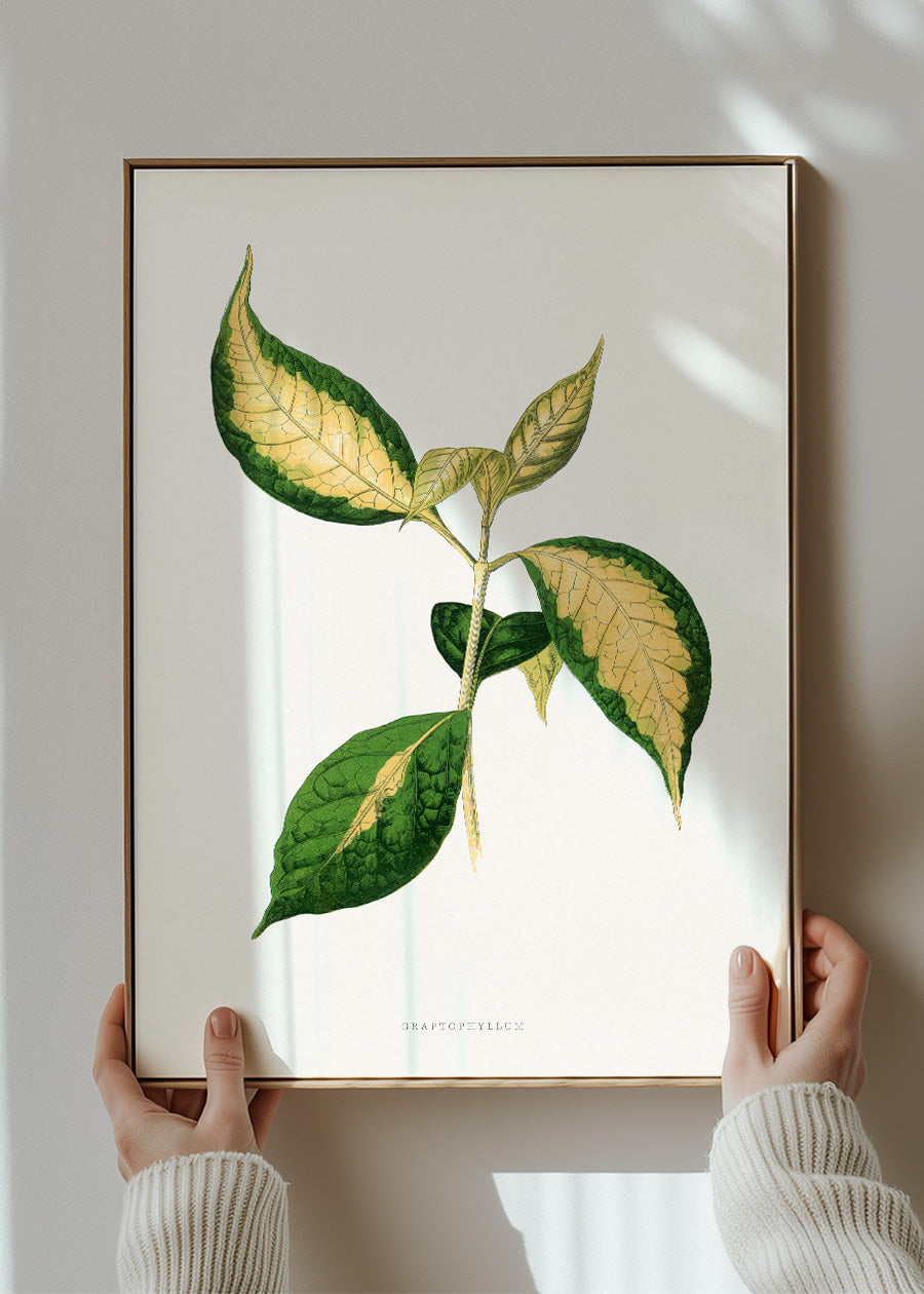 Graptophyllum Pictum leaf botanical illustration print