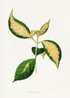 Graptophyllum Pictum leaf botanical illustration print