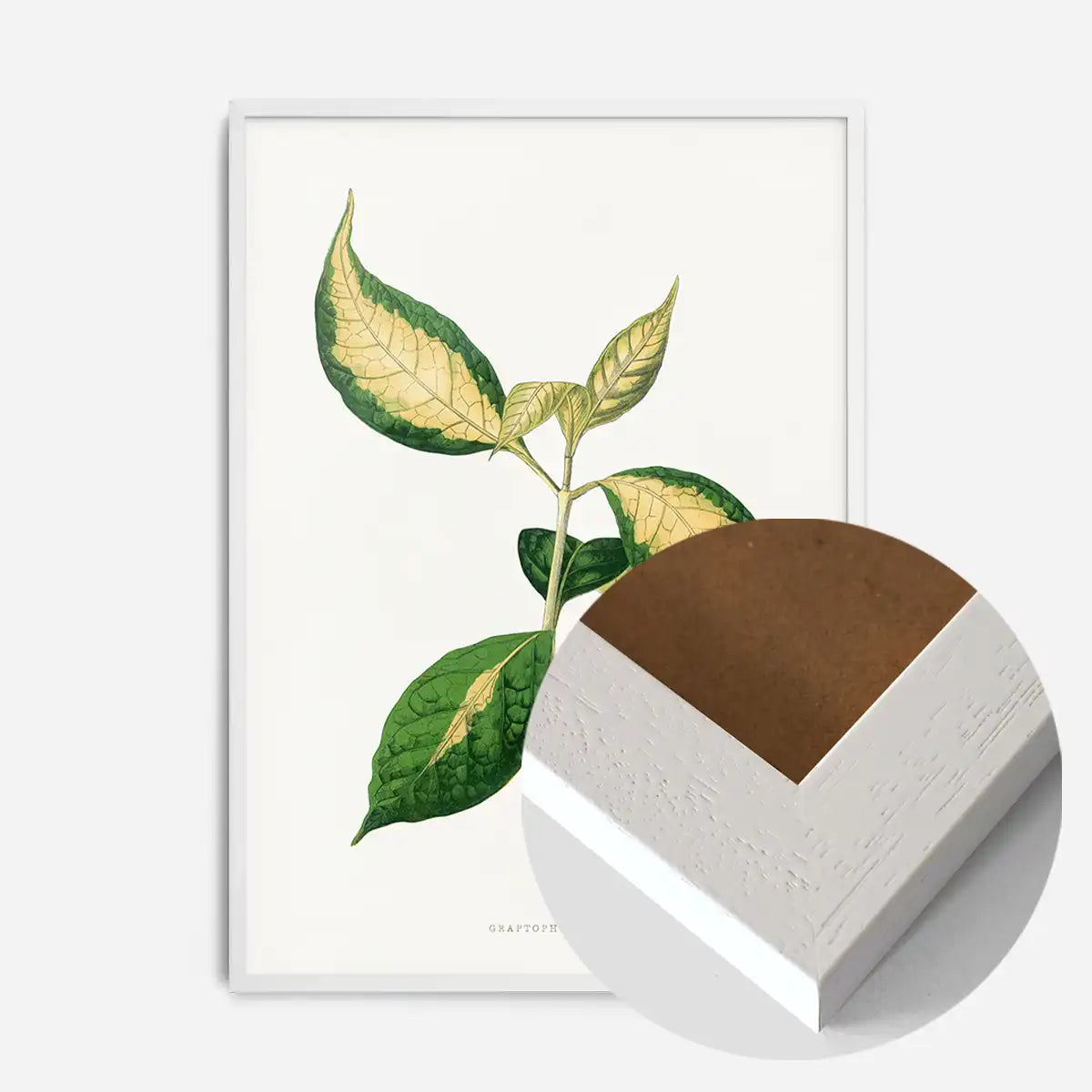 Graptophyllum Pictum leaf botanical illustration print