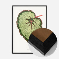 Green Begonia Rex leaf botanical illustration print