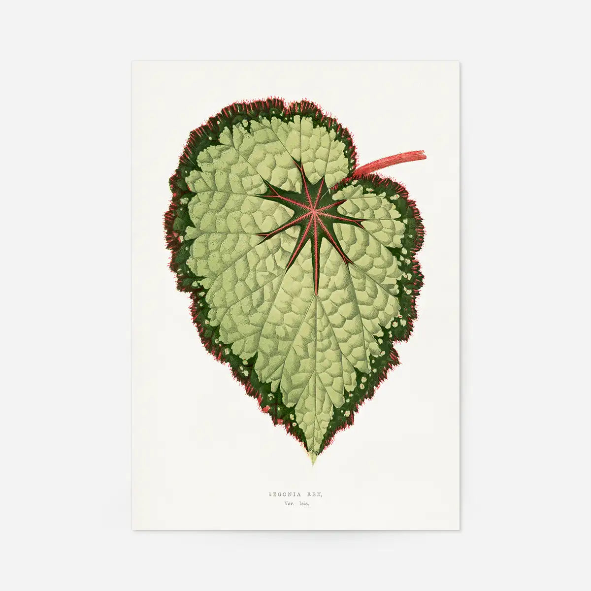 Green Begonia Rex leaf botanical illustration print