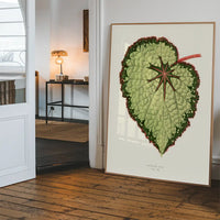 Green Begonia Rex leaf botanical illustration print