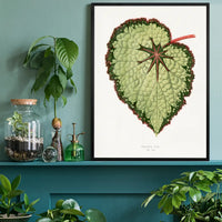 Green Begonia Rex leaf botanical illustration print