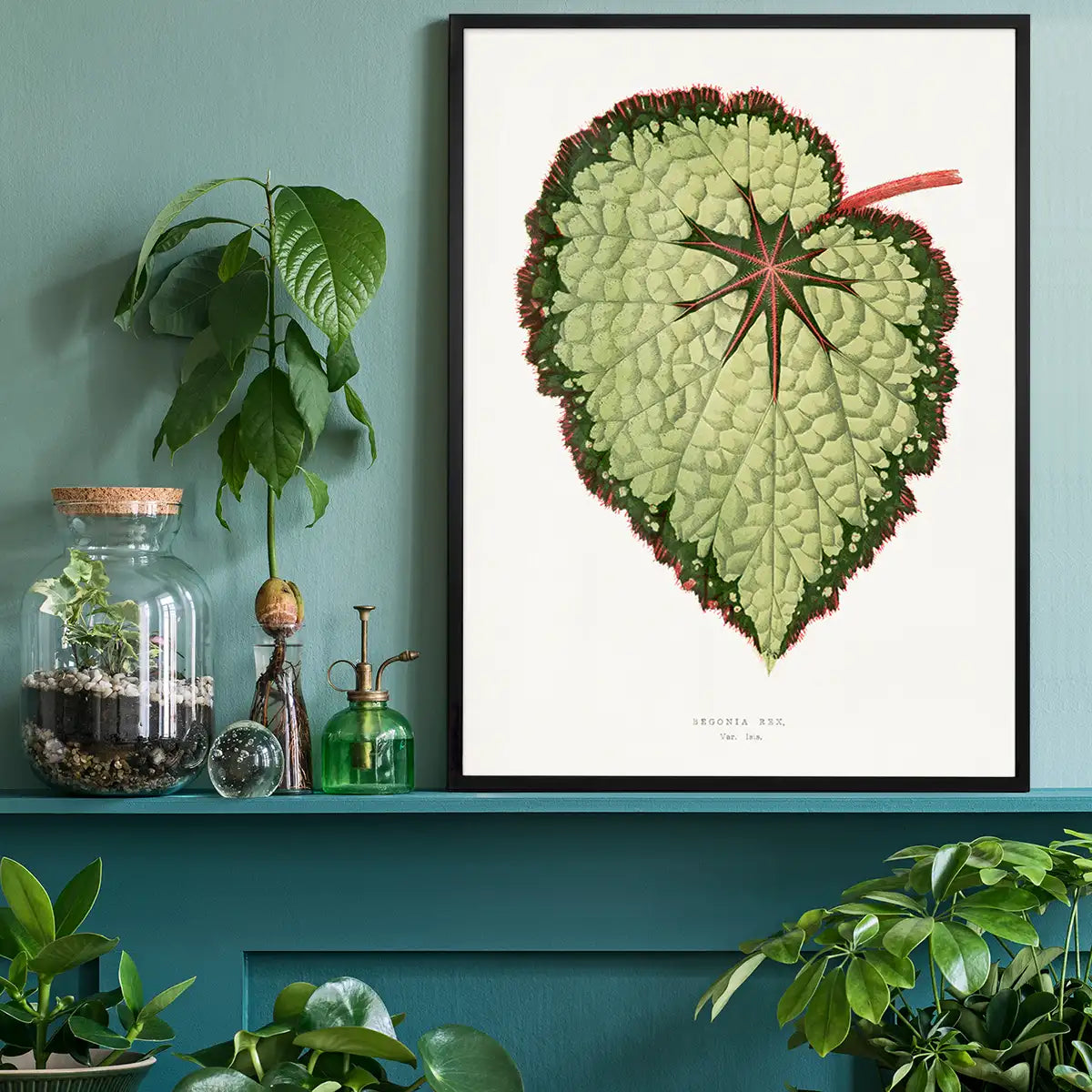 Green Begonia Rex leaf botanical illustration print