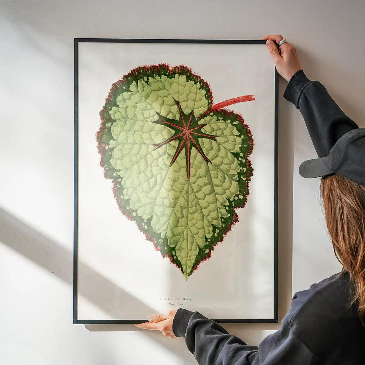 Green Begonia Rex leaf botanical illustration print