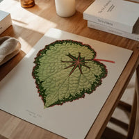 Green Begonia Rex leaf botanical illustration print