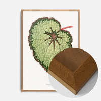 Green Begonia Rex leaf botanical illustration print