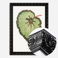 Green Begonia Rex leaf botanical illustration print