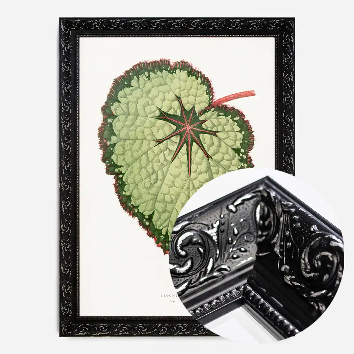 Green Begonia Rex leaf botanical illustration print