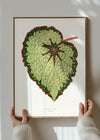 Green Begonia Rex leaf botanical illustration print