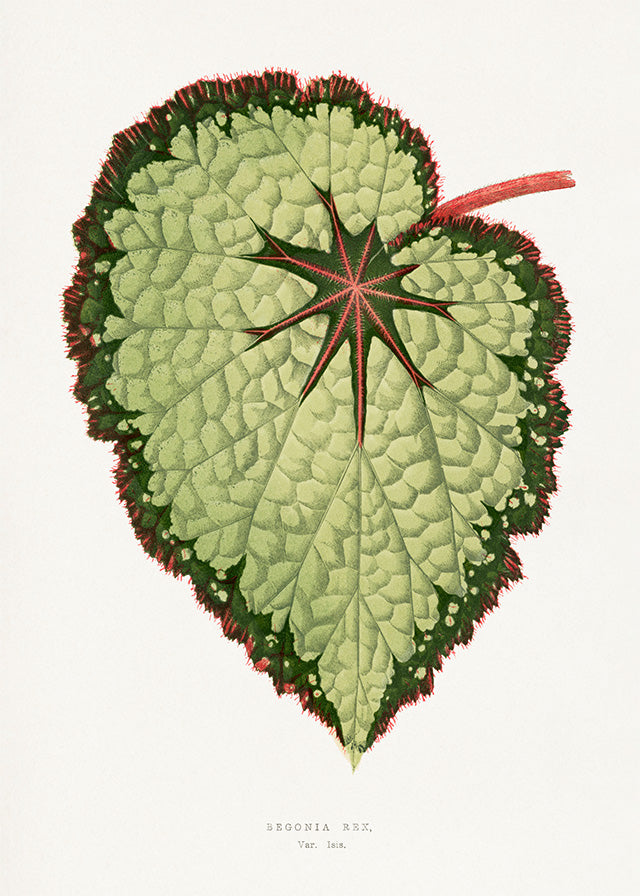 Green Begonia Rex leaf botanical illustration print