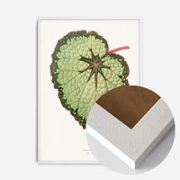 Green Begonia Rex leaf botanical illustration print