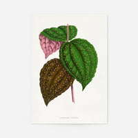 Green Bertolonia Guttata leaf botanical illustration print