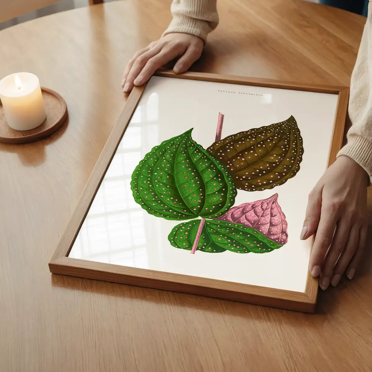 Green Bertolonia Guttata leaf botanical illustration print