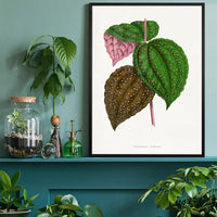 Green Bertolonia Guttata leaf botanical illustration print