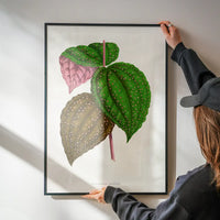 Green Bertolonia Guttata leaf botanical illustration print