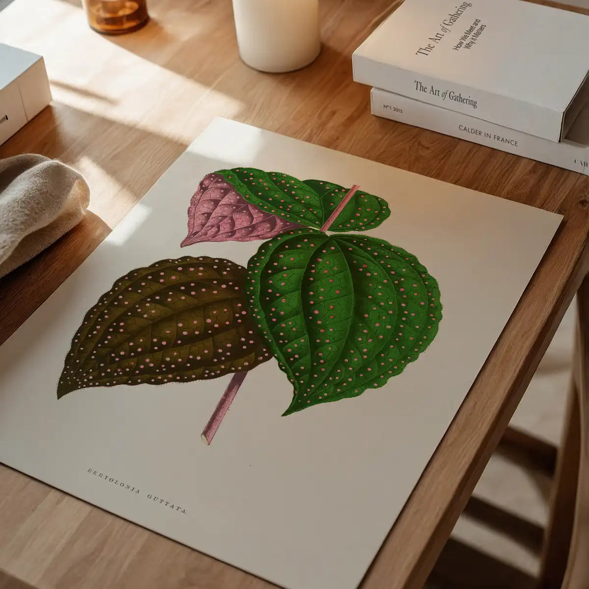 Green Bertolonia Guttata leaf botanical illustration print