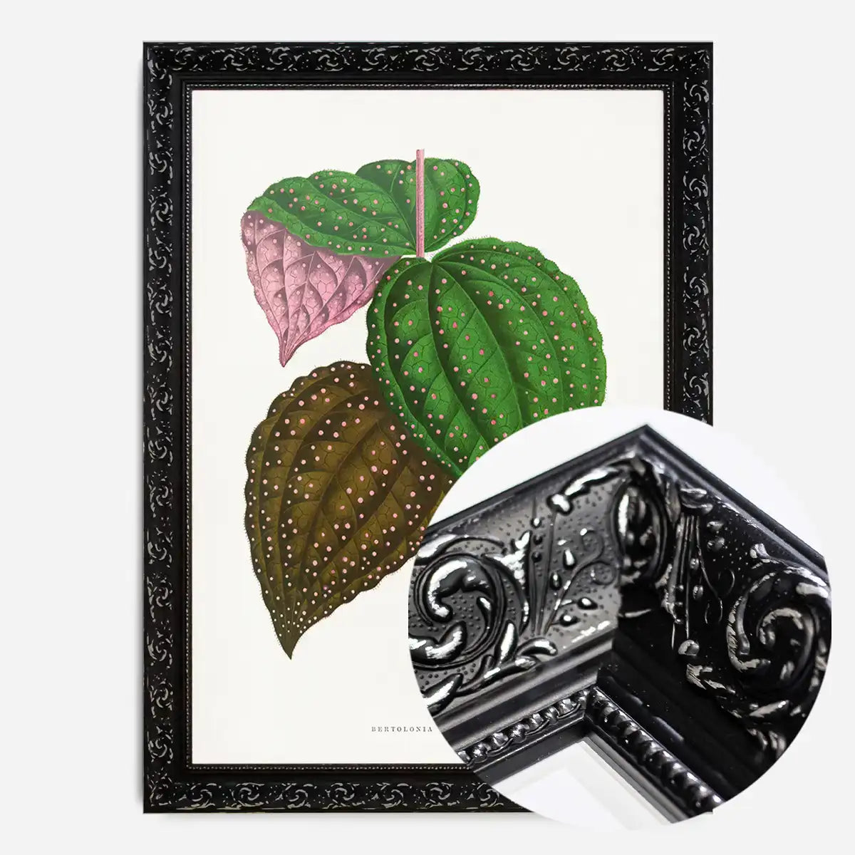 Green Bertolonia Guttata leaf botanical illustration print