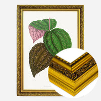 Green Bertolonia Guttata leaf botanical illustration print